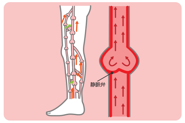 静脈弁がきちんと機能している状態